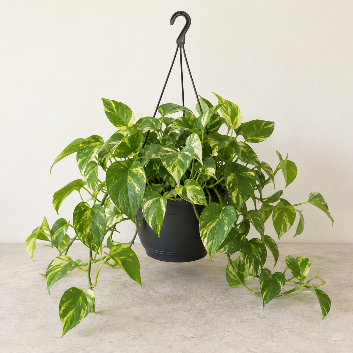Pothos Epipremnum — suspension Ø19 cm — visuel illustratif généré