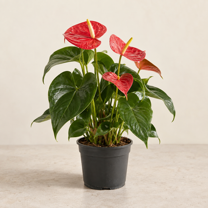 Anthurium — pot Ø14 cm