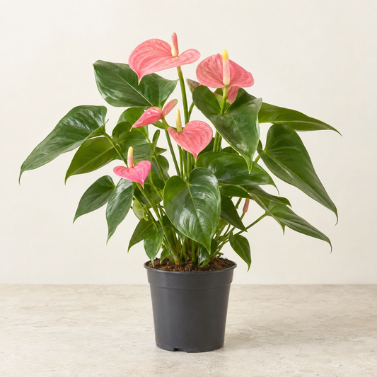 Anthurium — assortiment, Ø17 cm — visuel illustratif généré