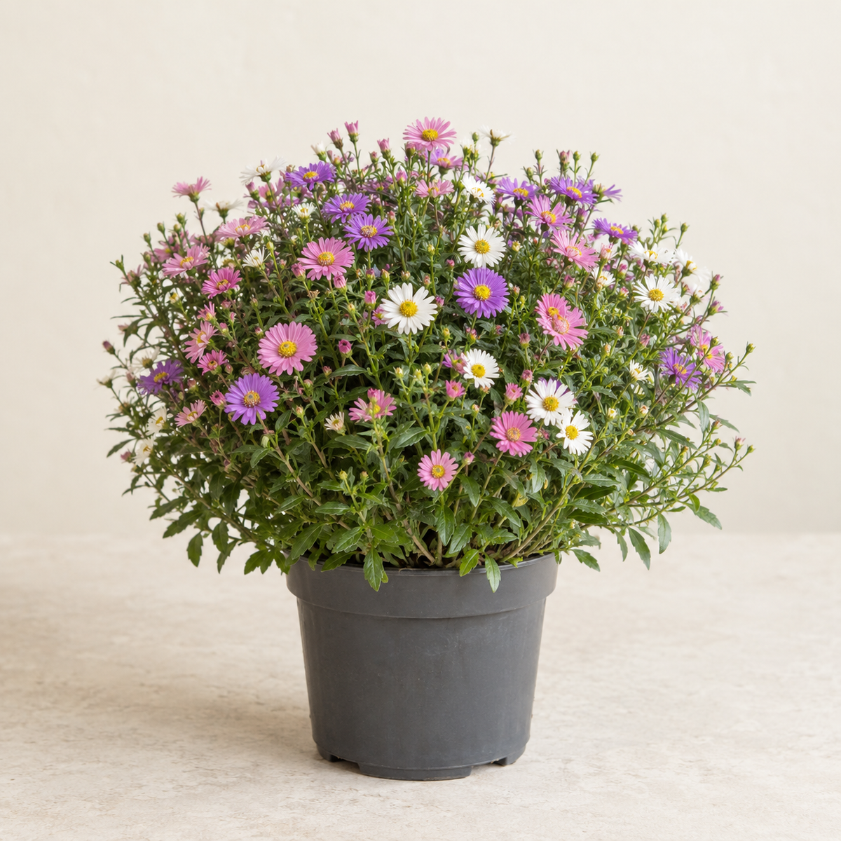 Aster tricolore — pot Ø19 cm — visuel illustratif généré