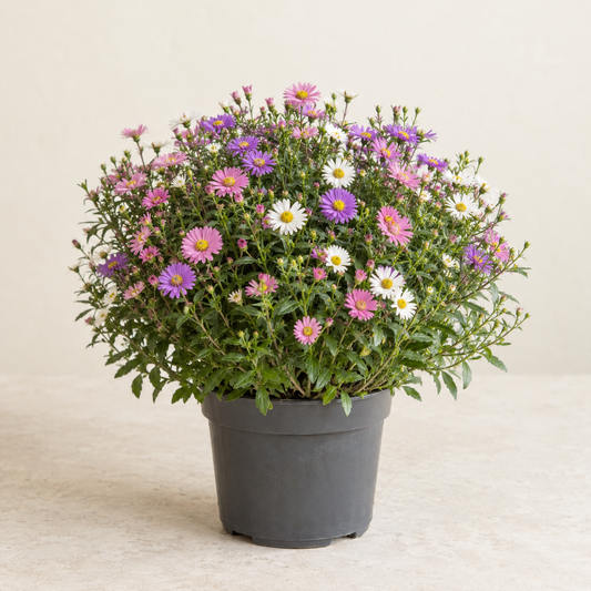 Aster tricolore — pot Ø19 cm — visuel illustratif généré