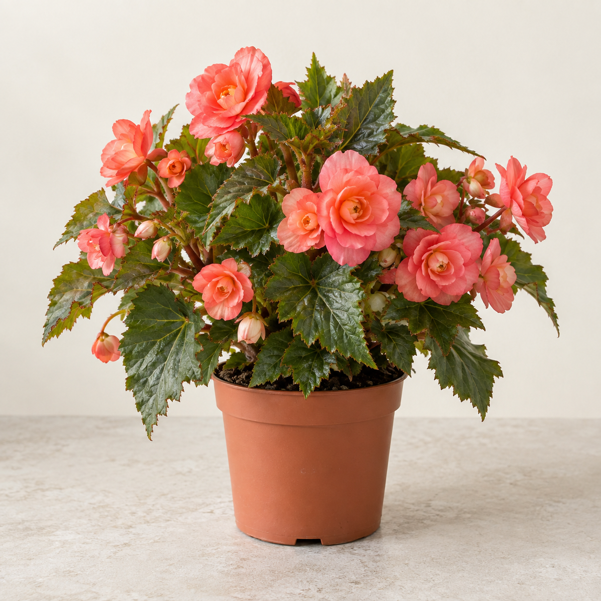 Bégonia Belove — pot Ø19 cm — visuel illustratif généré