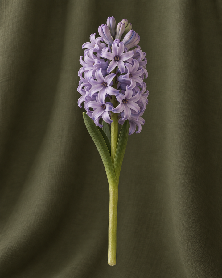Jacinthe