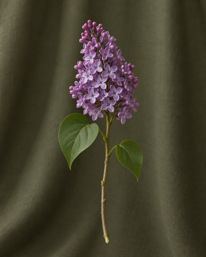 Lilas