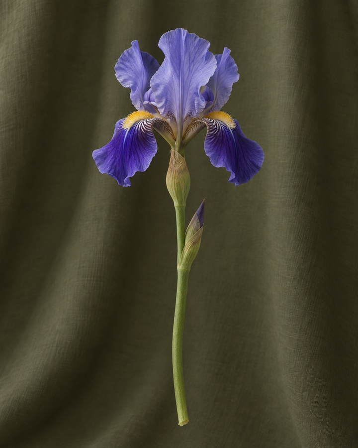Iris