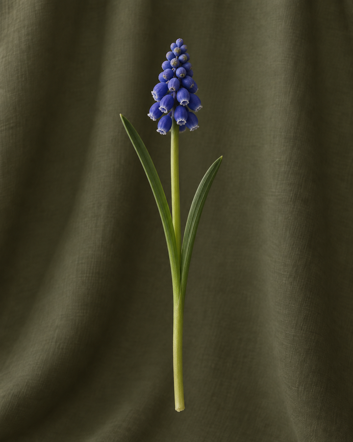 Muscari