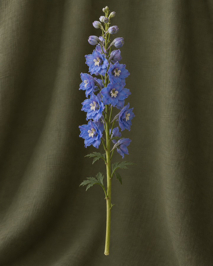 Delphinium