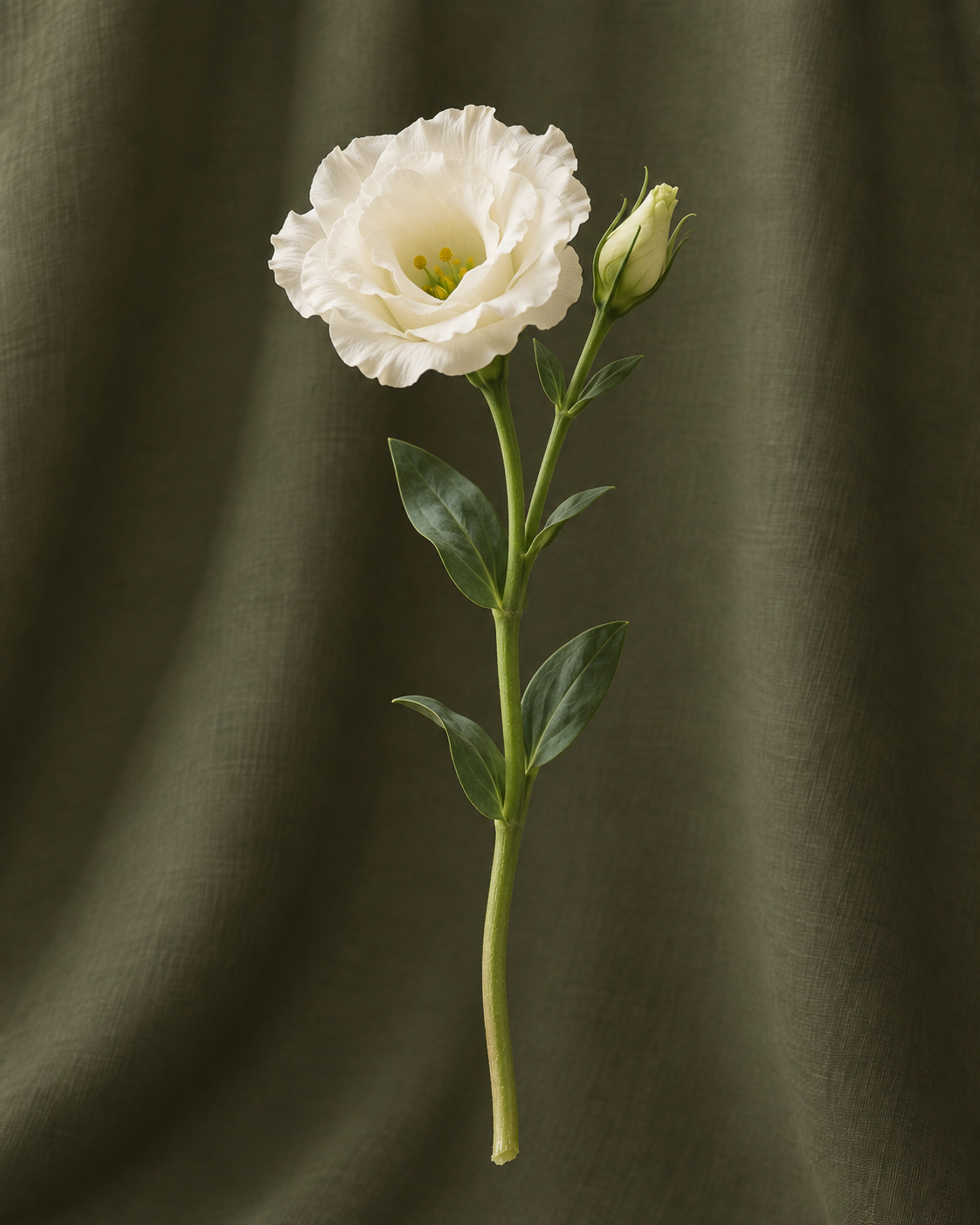 Lisianthus — illustration d’une tige Florae