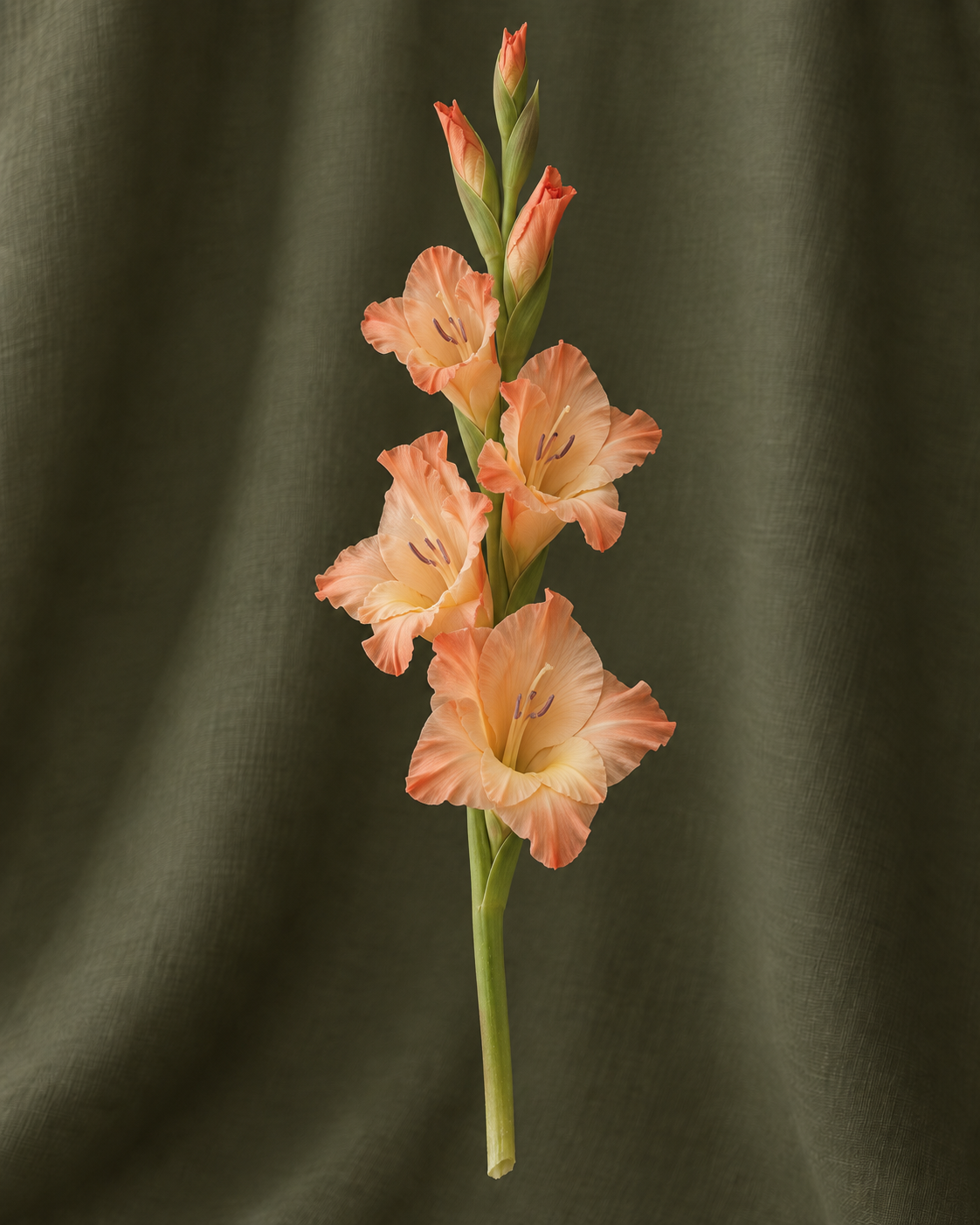 Glaïeul — illustration d’une tige Florae