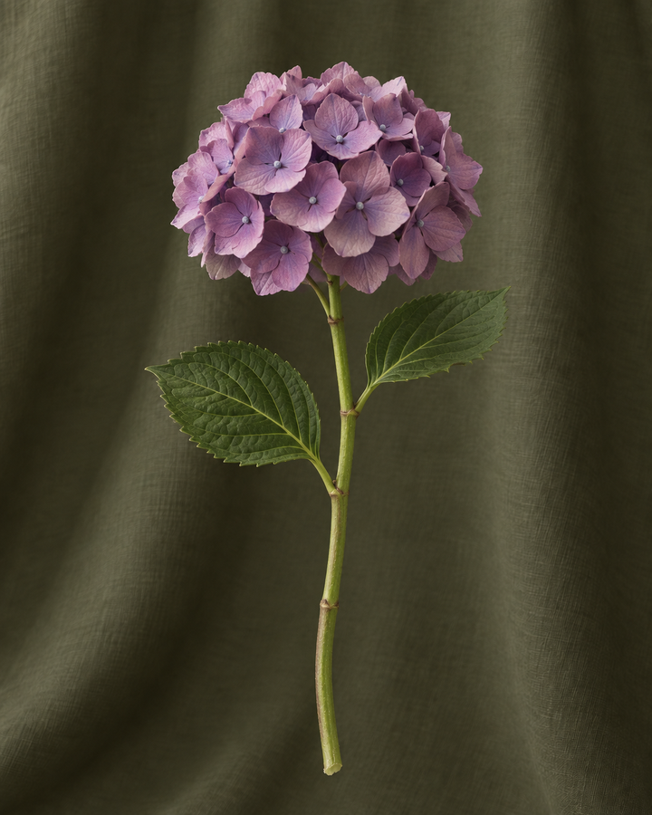 Hortensia