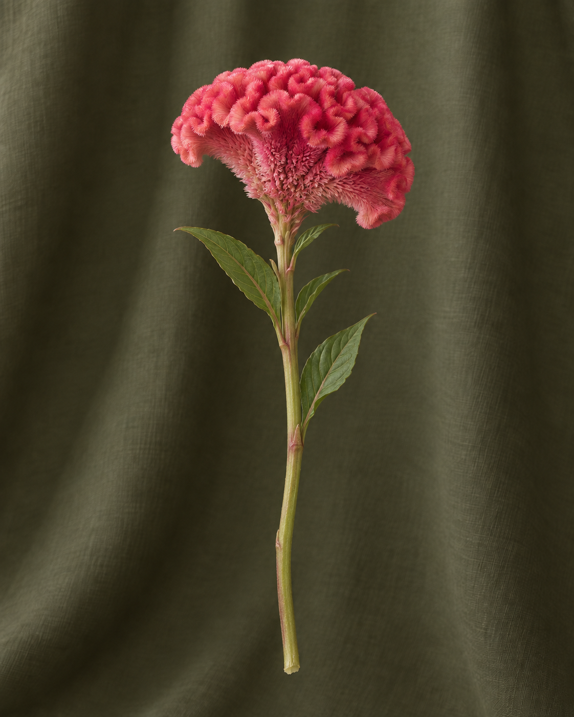 Célosie — illustration d’une tige Florae