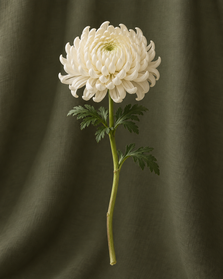 Chrysanthème