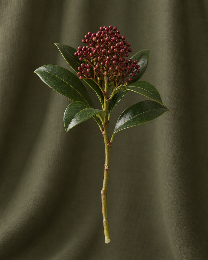 Skimmia