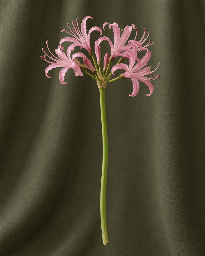 Nerine