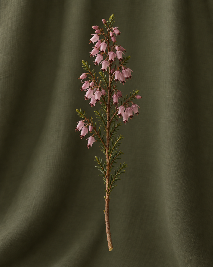 Bruyère