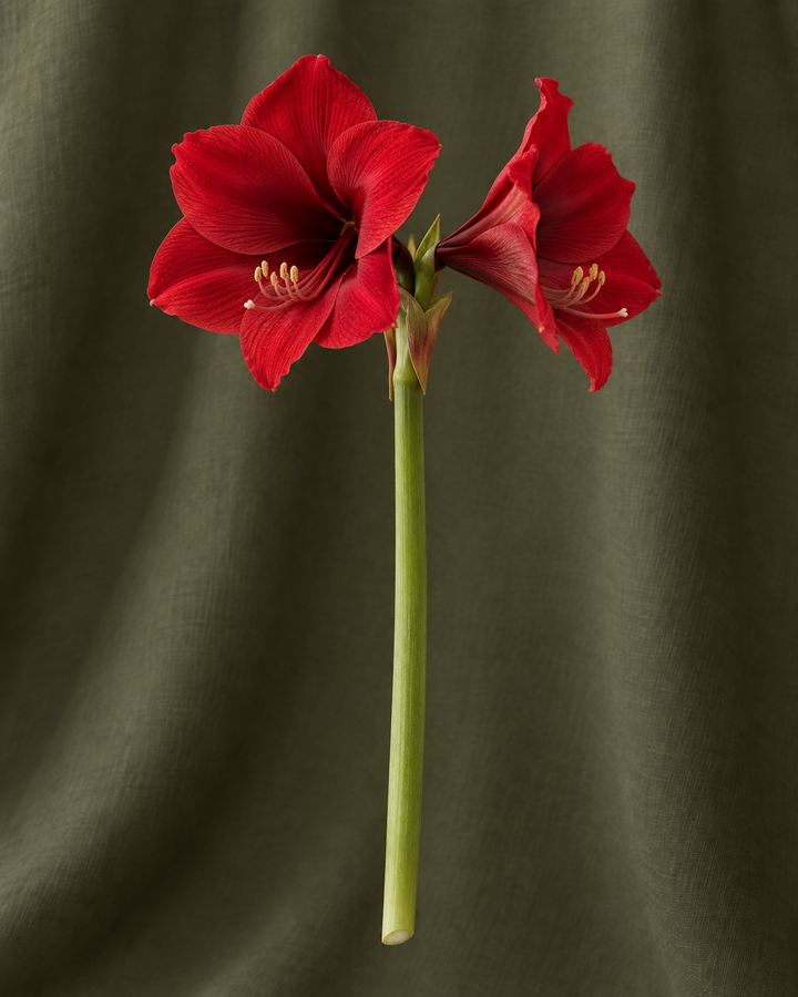 Amaryllis