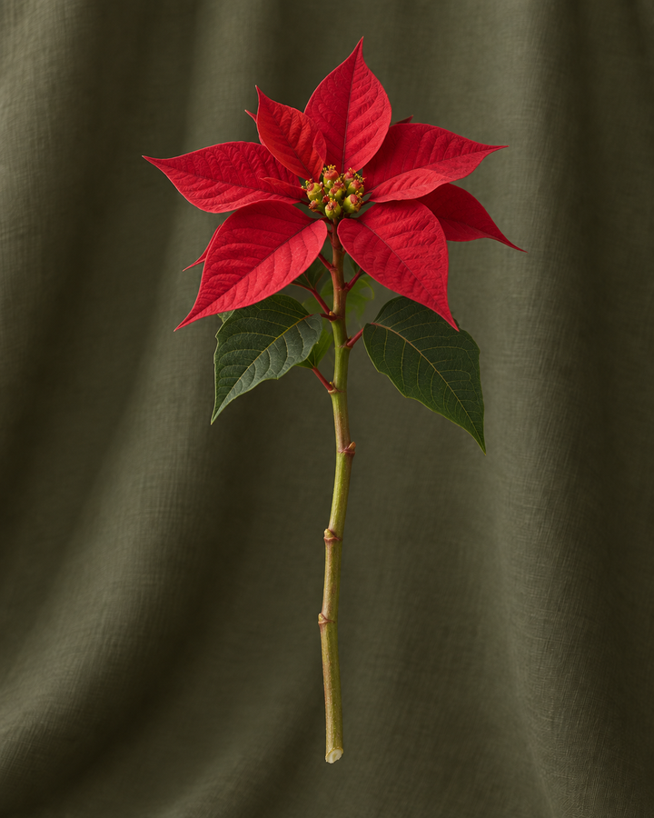 Poinsettia