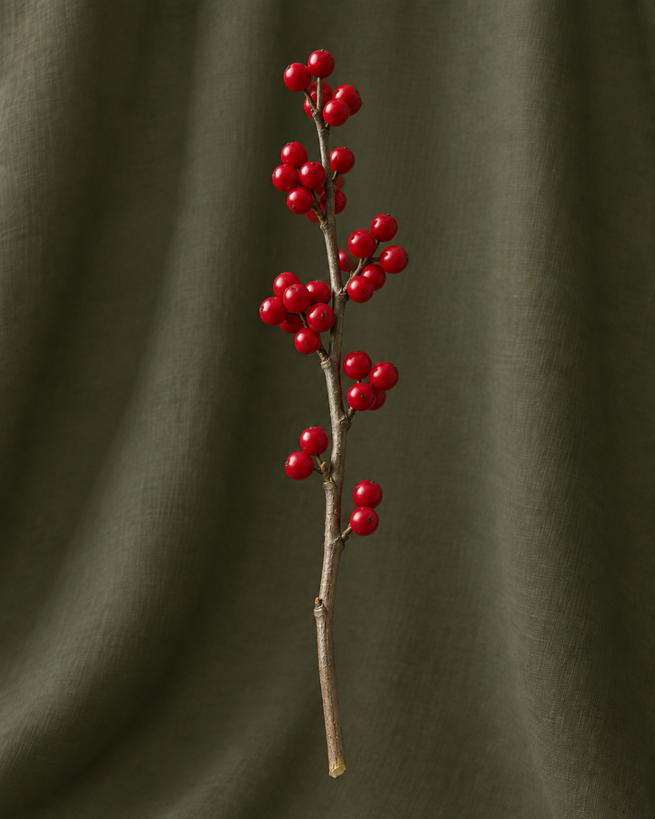 Ilex