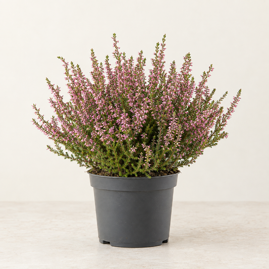 Calluna — pot Ø12 cm — visuel illustratif généré