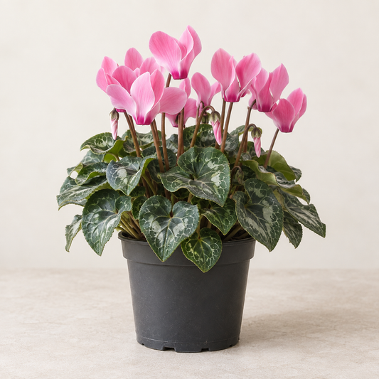 Cyclamen en pot Ø15 cm — visuel illustratif généré