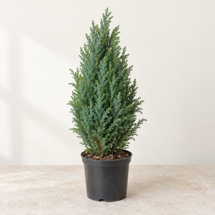 Chamaecyparis Ellwoodii — pot Ø13 cm