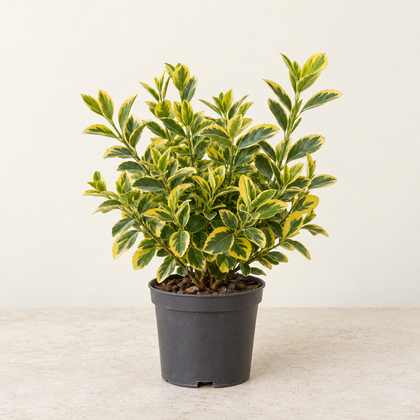 Fusain doré — pot Ø13 cm