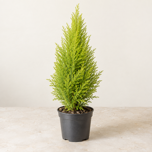 Cyprès Goldcrest Wilma — pot Ø13 cm — visuel illustratif généré