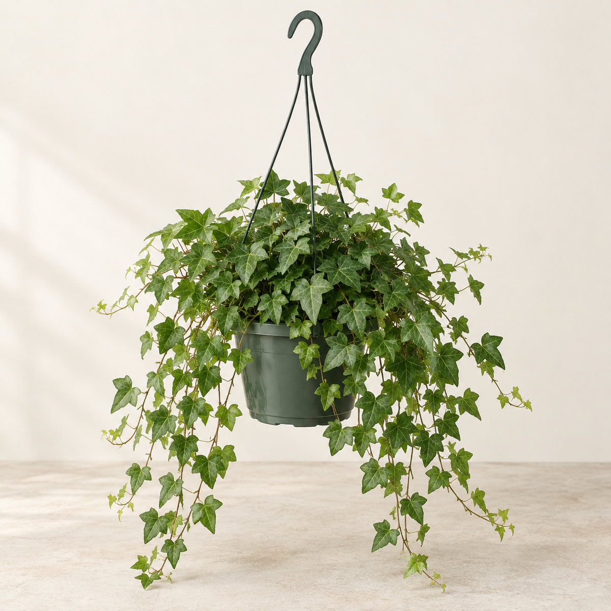 Lierre Hedera — suspension Ø20 cm — visuel illustratif généré