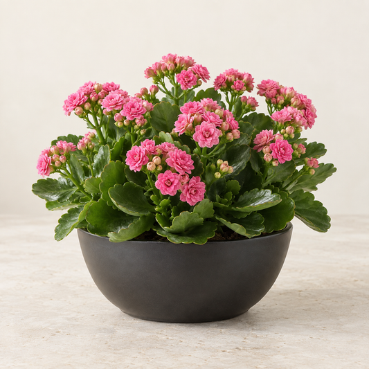 Coupe de kalanchoés Calandiva — Ø23 cm — visuel illustratif généré