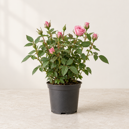 Mini rosier — pot Ø10,5 cm — visuel illustratif généré
