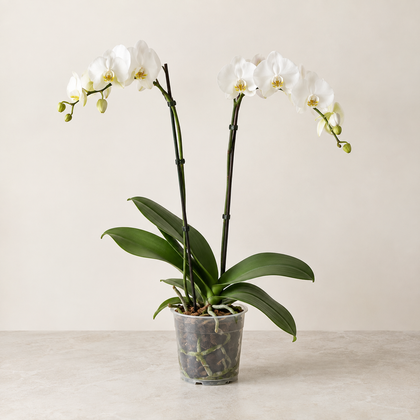 Orchidée Phalaenopsis — 2 branches, Ø12 cm