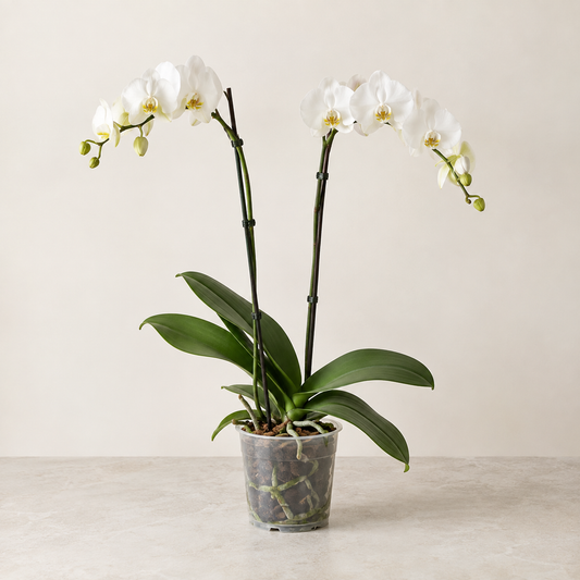 Orchidée Phalaenopsis — 2 branches, Ø12 cm — visuel illustratif généré