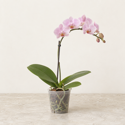 Mini orchidée Phalaenopsis — 1 branche, Ø9 cm