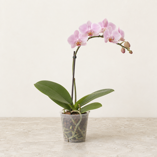 Mini orchidée Phalaenopsis — 1 branche, Ø9 cm — visuel illustratif généré