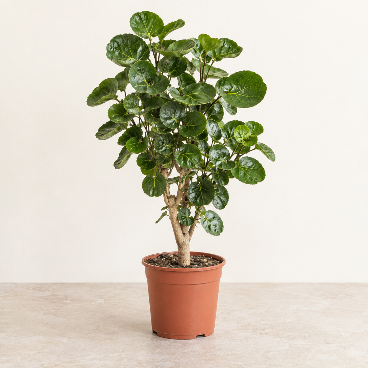 Polyscias Fabian — pot Ø15 cm — visuel illustratif généré
