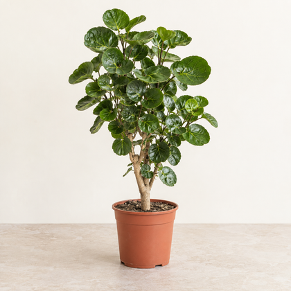 Polyscias Fabian — pot Ø15 cm