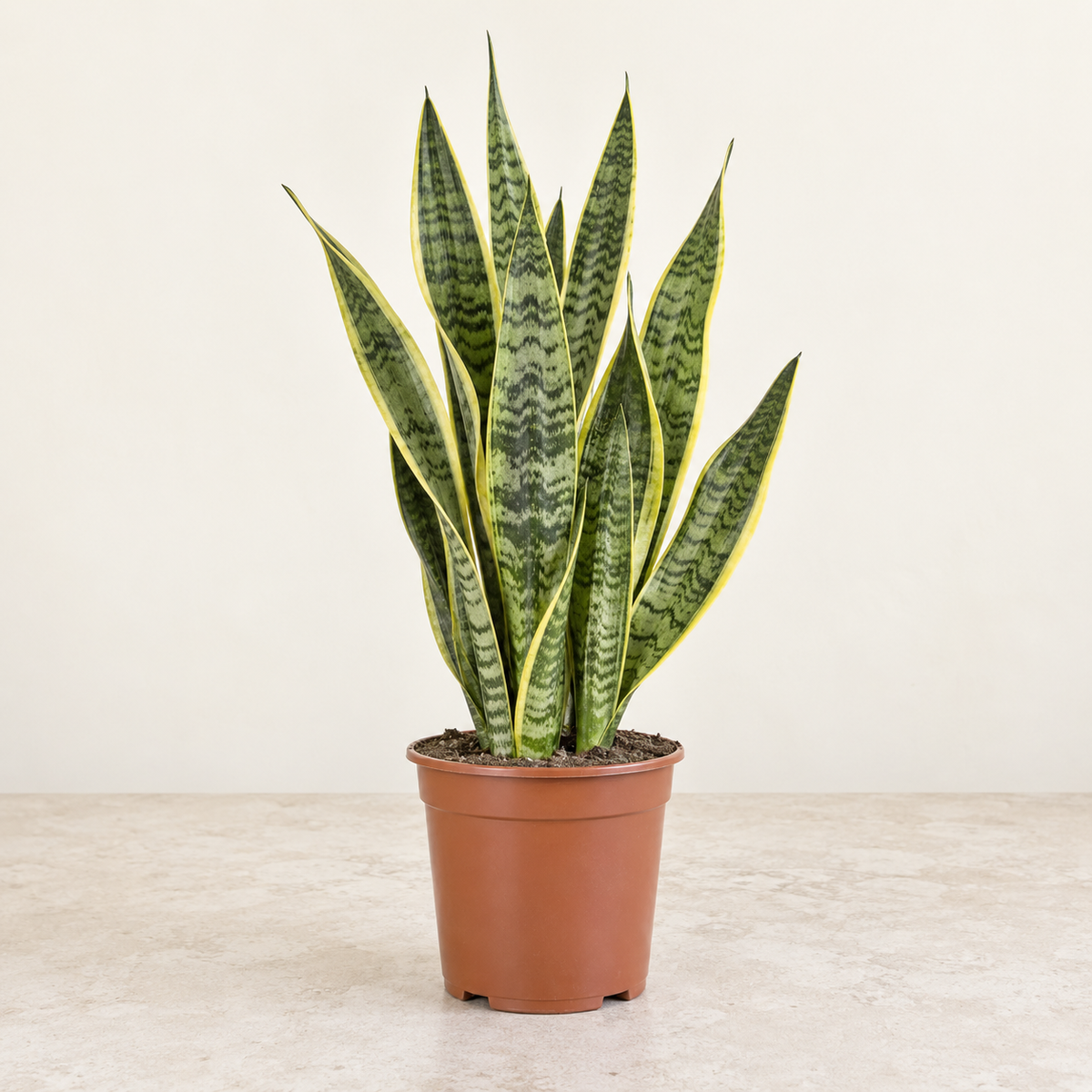 Sansevieria Laurentii — pot Ø17 cm — visuel illustratif généré