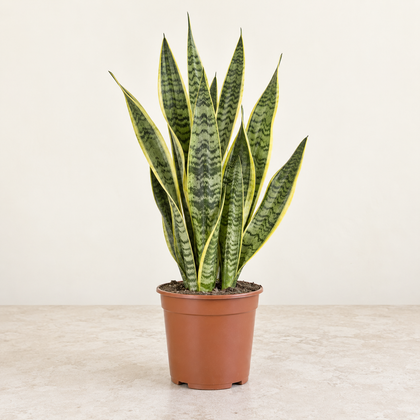 Sansevieria Laurentii — pot Ø17 cm