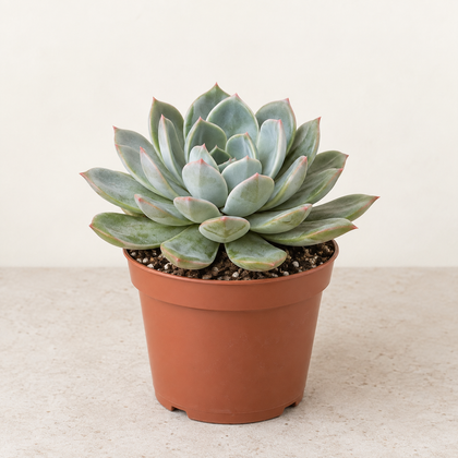Succulente — pot Ø14 cm
