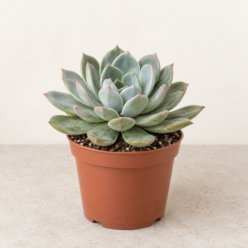 Succulente — pot Ø14 cm