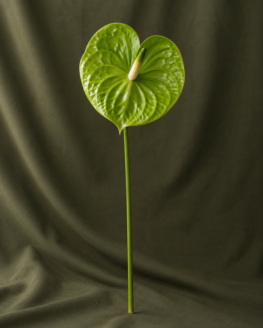 anthurium à la tige — visuel illustratif Florae