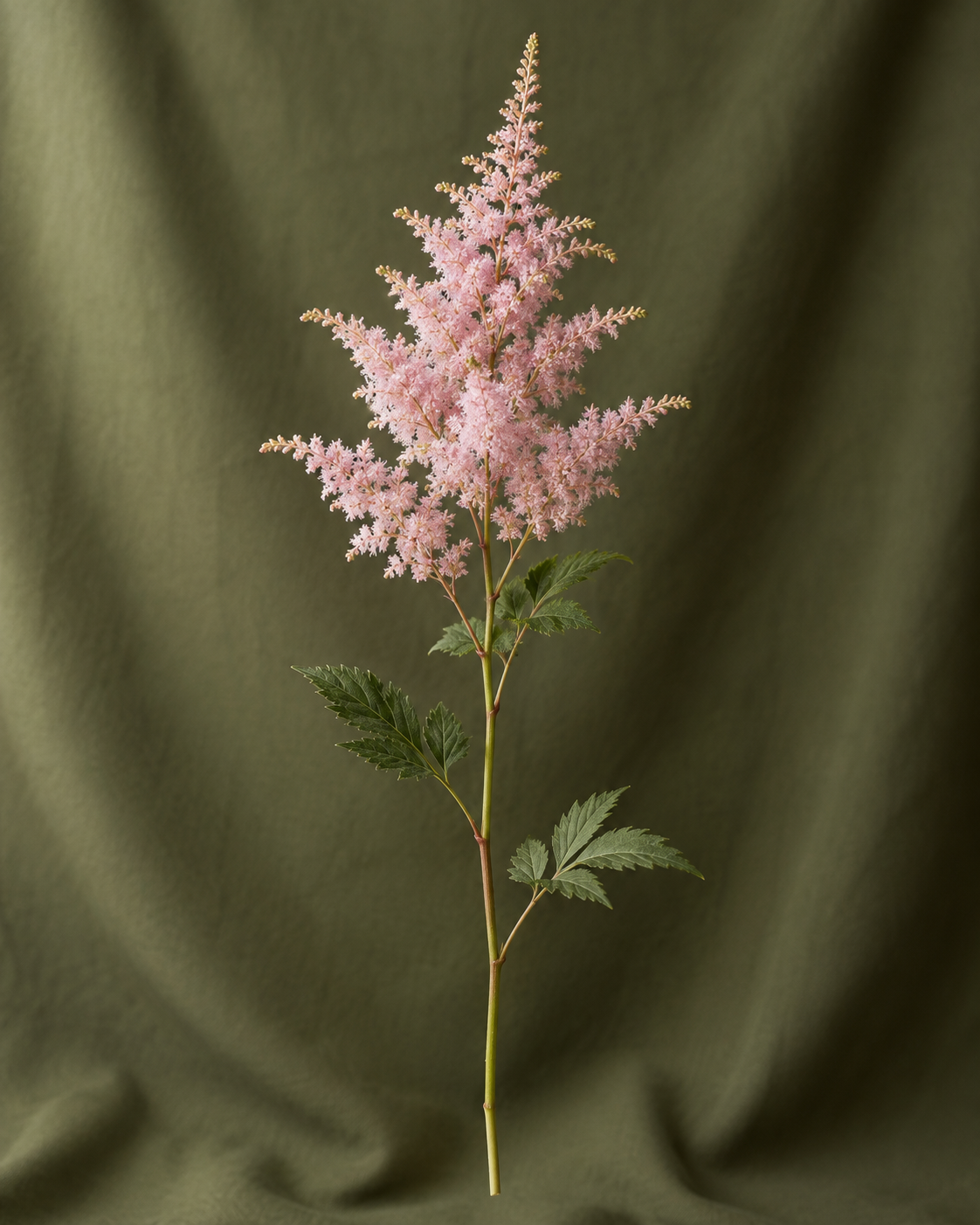 astilbe rose — visuel illustratif Florae