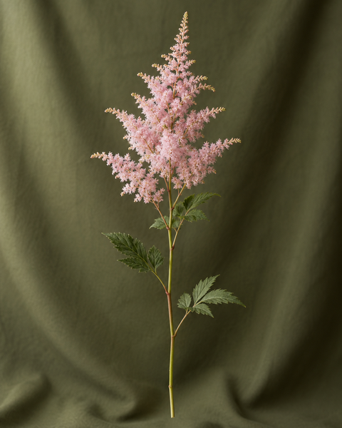 astilbe rose — visuel illustratif Florae