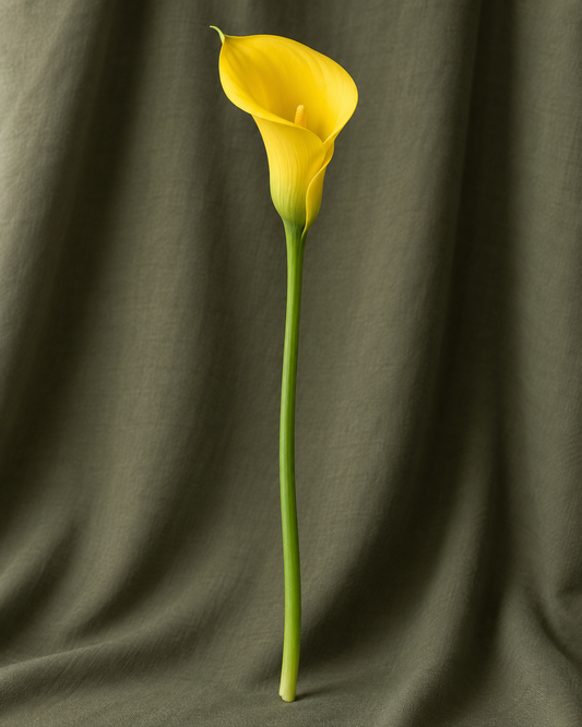 Calla Gold Medal jaune à la tige — illustration Florae