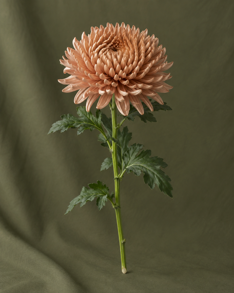 chrysantheme-caramel à la tige — visuel illustratif Florae