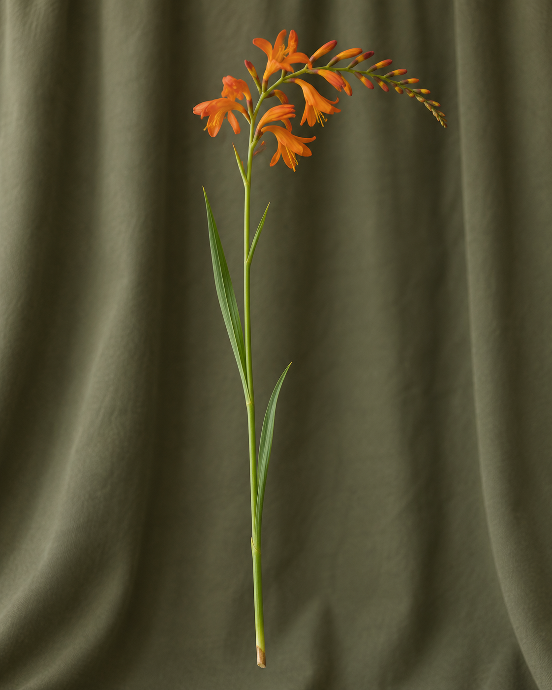Crocosmia — illustration d’une tige Florae