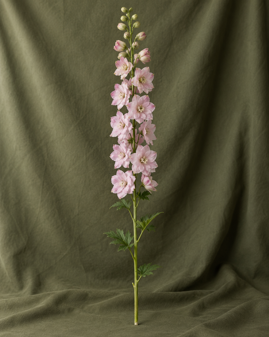 Delphinium rose à la tige — visuel illustratif Florae