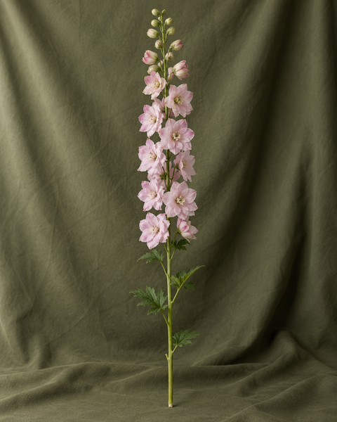 Delphinium rose à la tige — visuel illustratif Florae
