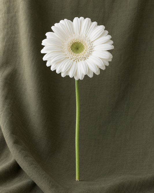 Gerbera blanc à la tige — illustration Florae