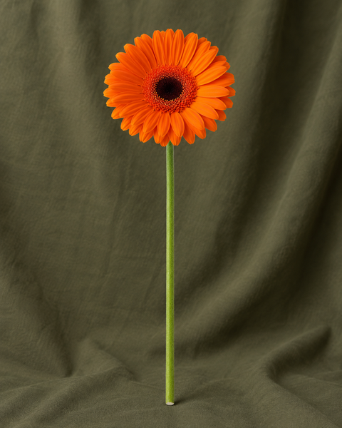 Illustration Florae — gerbera